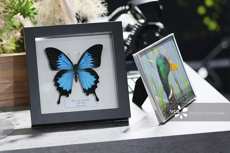 蝴蝶标本图片素材