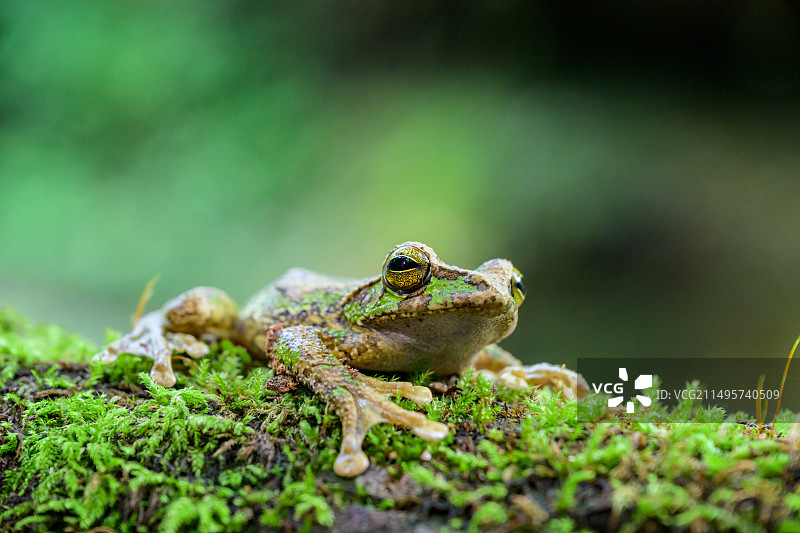 一只树蛙特写青蛙图片素材