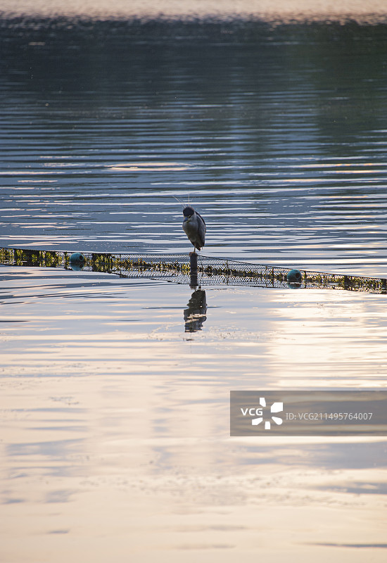 西湖夜鹭图片素材