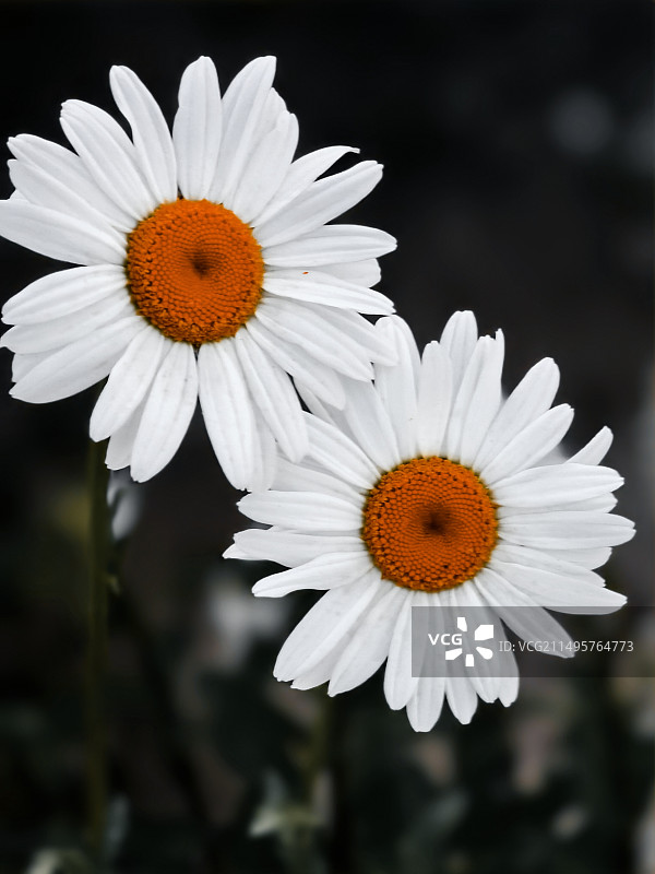 大滨菊图片素材