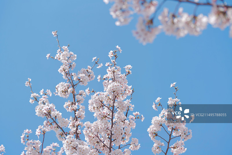 走花路图片素材