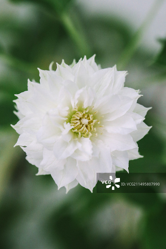 公园里白色开花植物的特写镜头图片素材