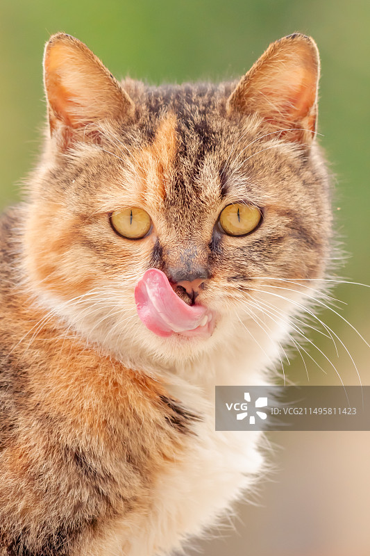 流浪小猫图片素材