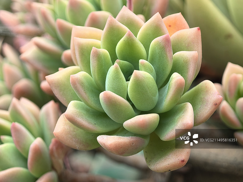 肉质植物全帧拍摄图片素材