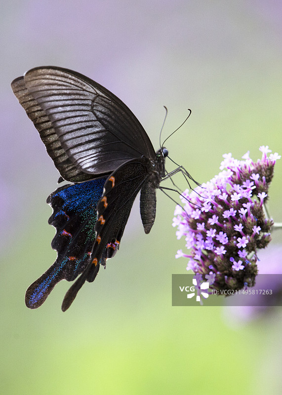 青凤蝶图片素材