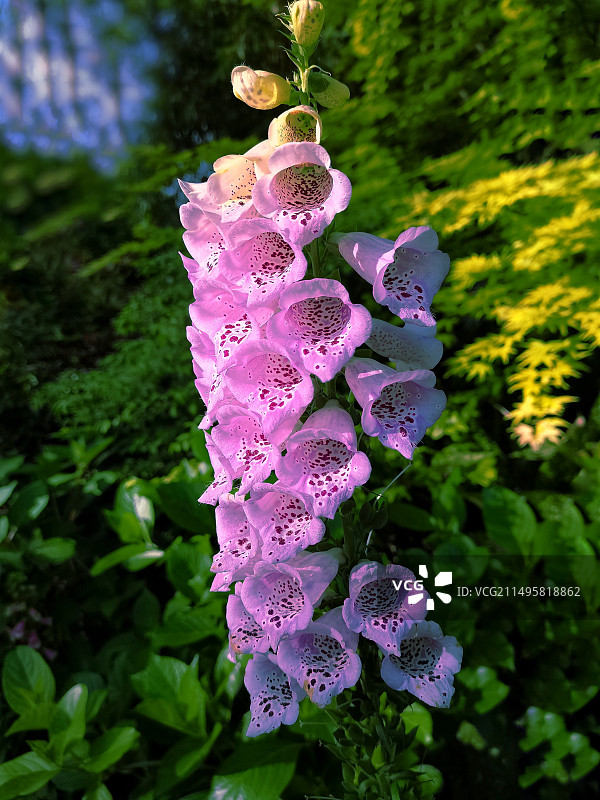 毛地黄图片素材