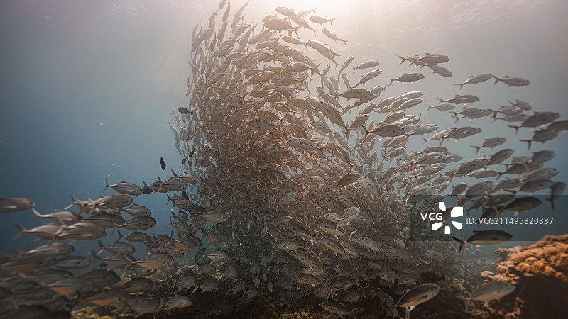 力争上游-帕劳杰克风暴图片素材