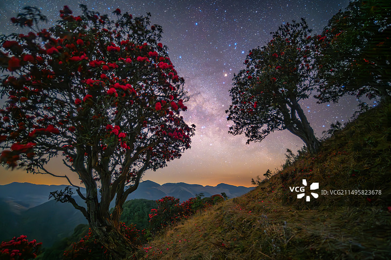 花与星空银河下的高山杜鹃无声绽放图片素材