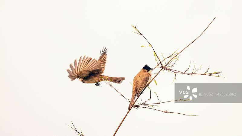 黄臀鹎鸟栖息在树枝上的特写镜头图片素材
