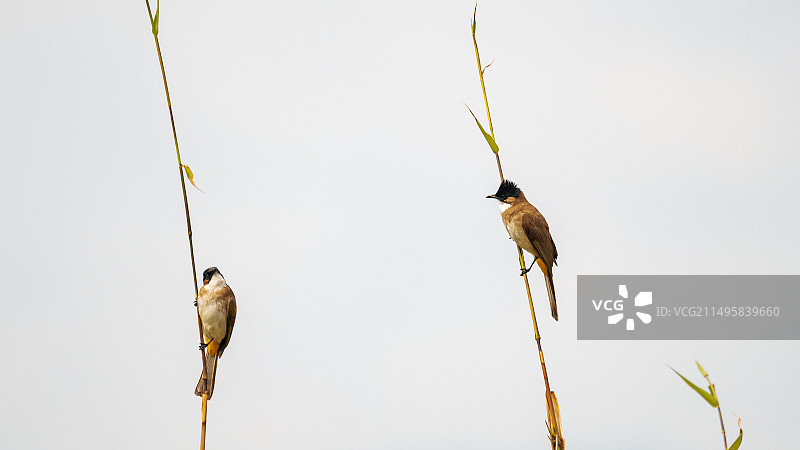 黄臀鹎鸟栖息在树枝上的特写镜头图片素材