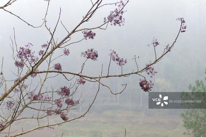 冬季开紫色花的大树   五加科刺楸属植物图片素材