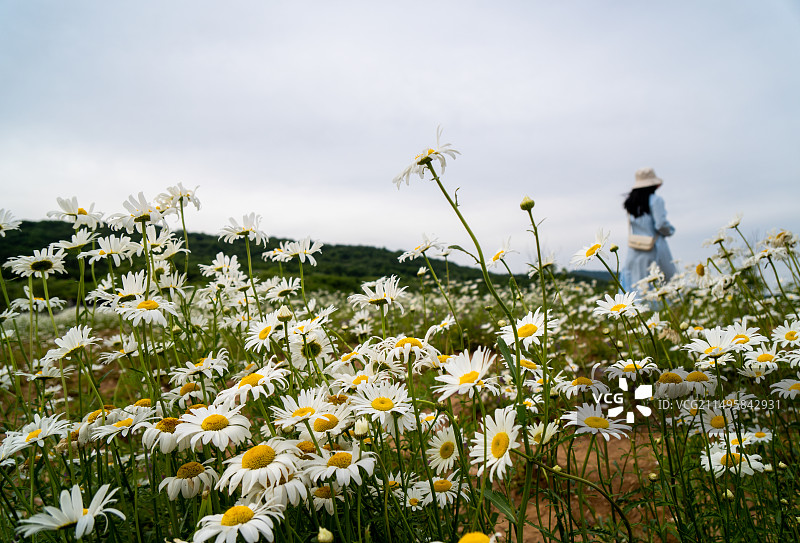 南京浦口象山湖大滨菊图片素材