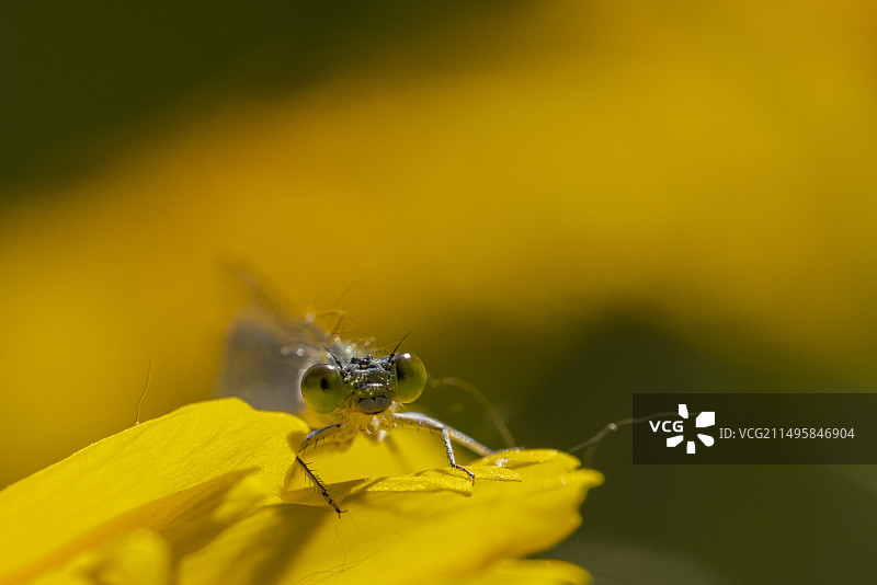 豆娘的大萌眼图片素材