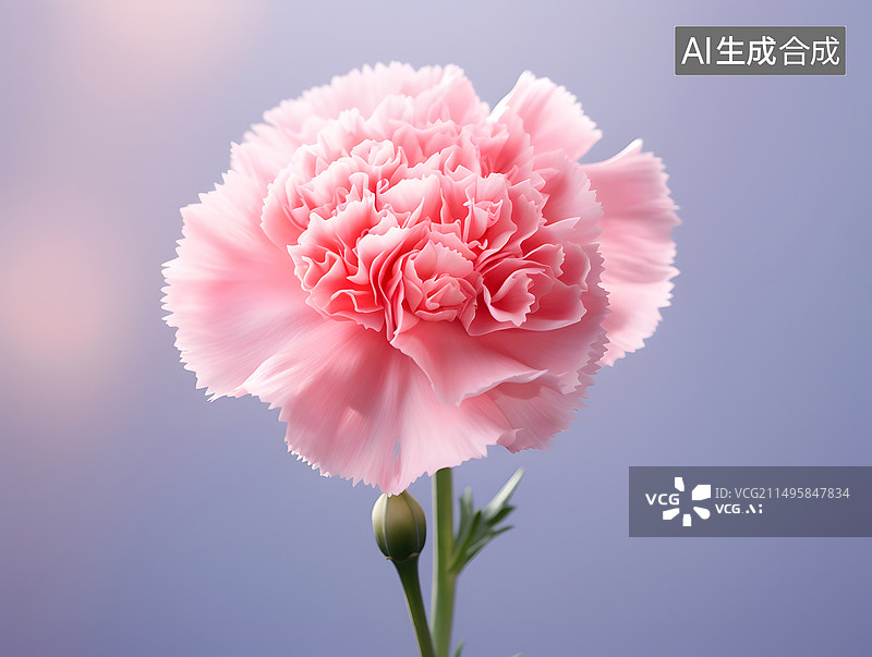 【AI数字艺术】节日康乃馨插画图片素材