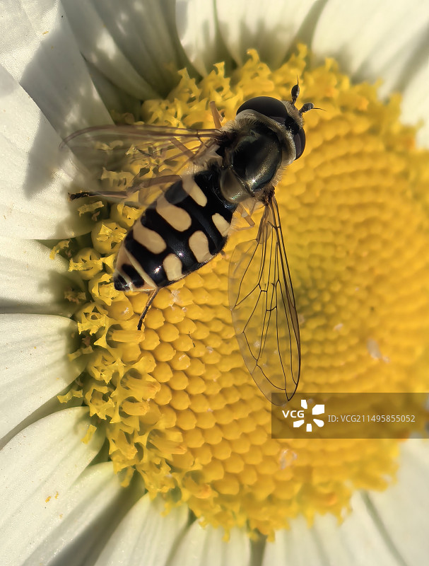 食蚜蝇图片素材