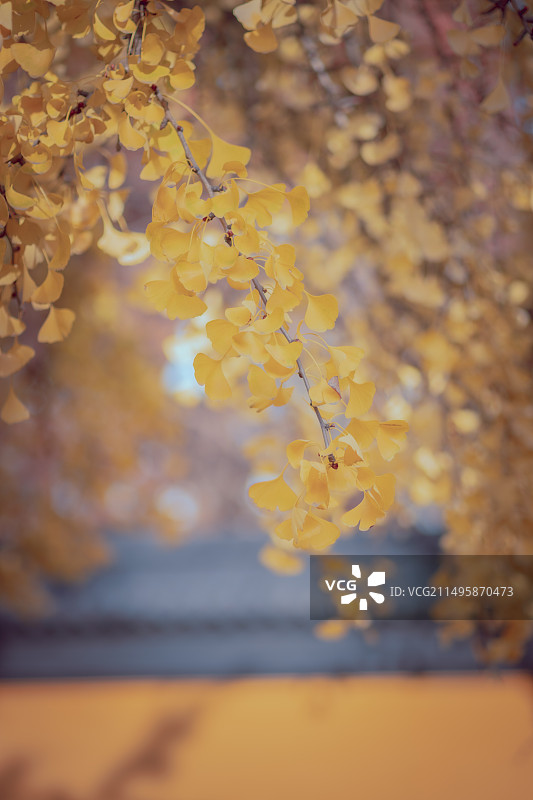 颐浩禅寺冬日古银杏树图片素材