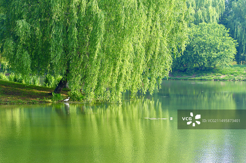 湖边翠柳下的白鹭与莲图片素材