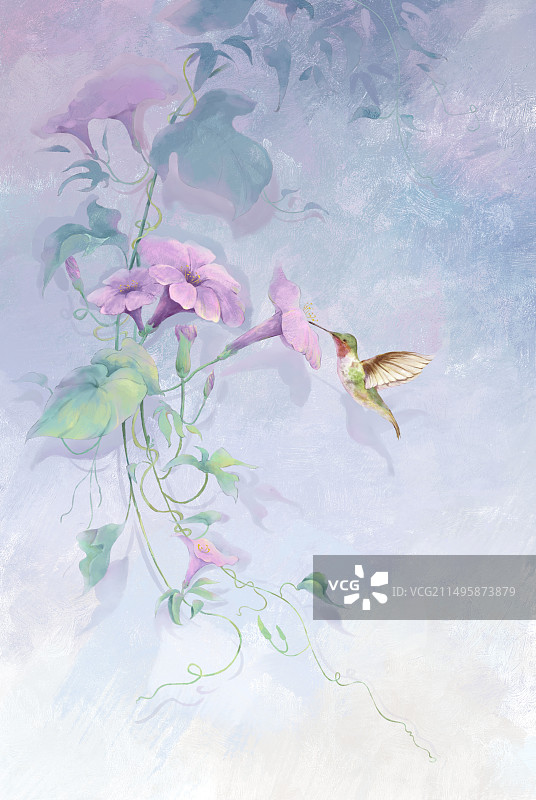 牵牛花蜂鸟图图片素材