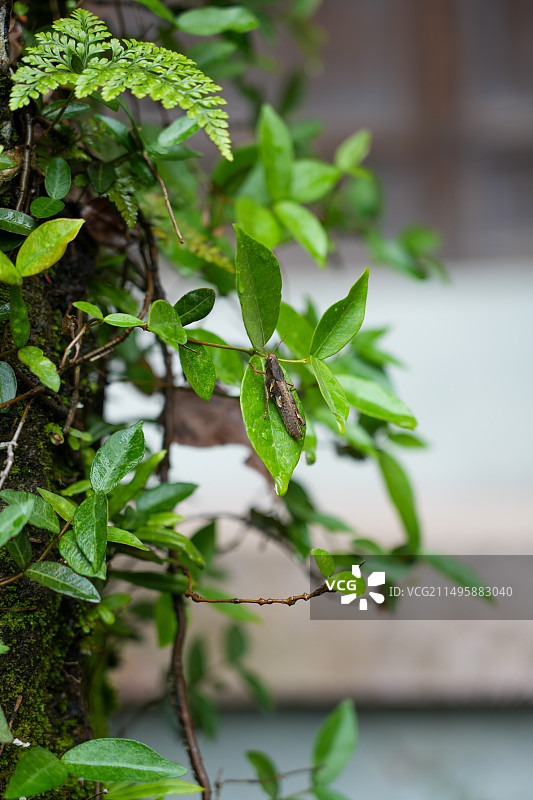 台州国清寺图片素材