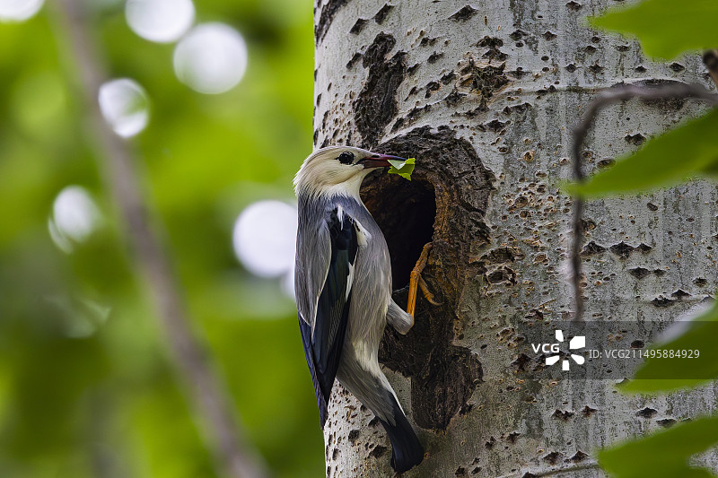 丝光椋鸟 Red-billed Starling图片素材