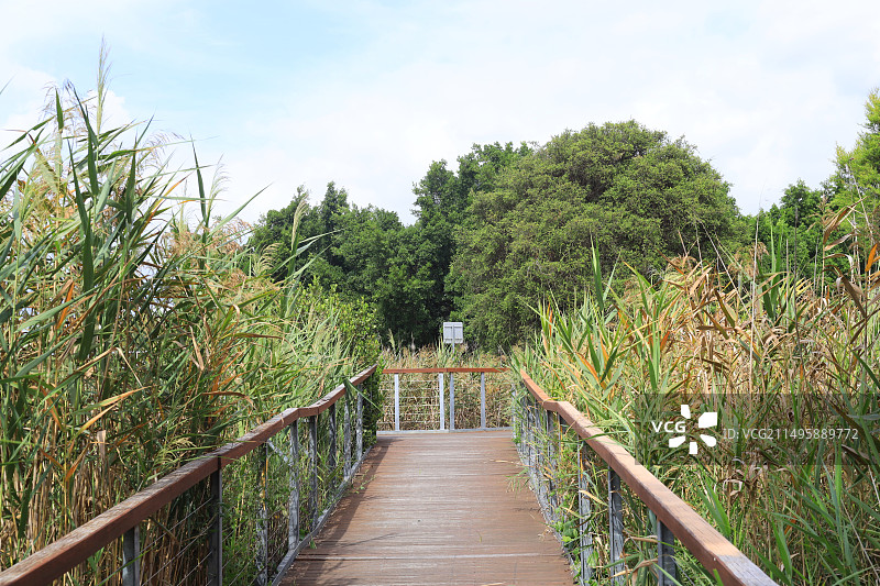 澳大利亚悉尼奥林匹克公园的野生动物保护区图片素材