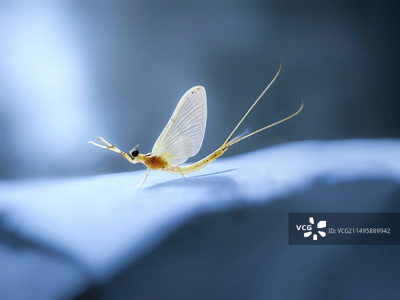 蓝色梦想（蜉蝣）图片素材