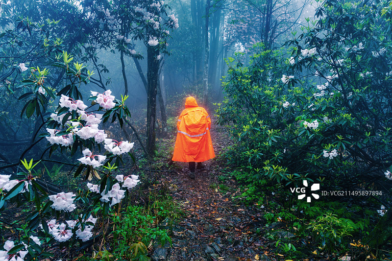 德阳什邡春天里的雨中艳丽的高山杜鹃花图片素材