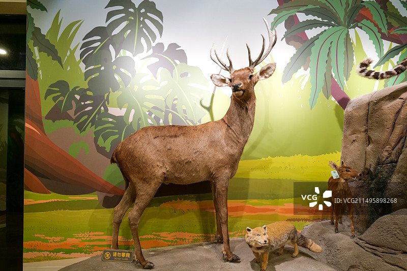 麋鹿标本图片素材