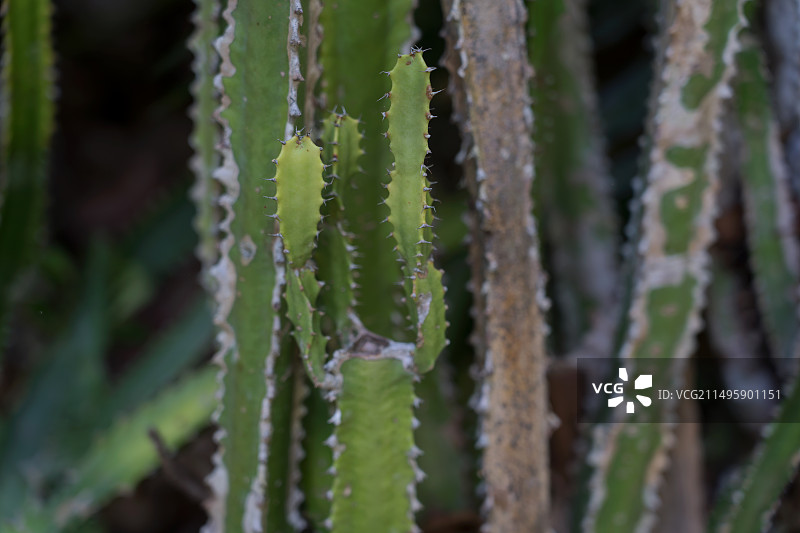 大戟科大戟属植物霸王鞭图片素材