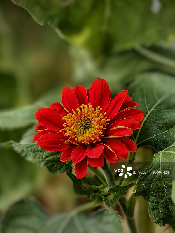 红色菊花图片素材