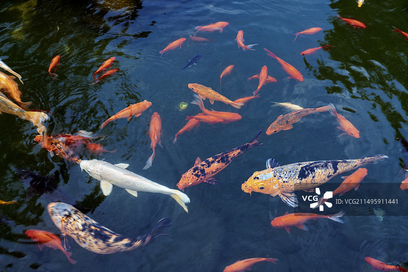 户外水池中的观赏金鱼群图片素材