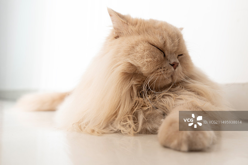 白天室内，英国长毛猫晒太阳睡觉图片素材