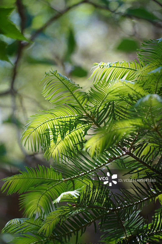 5月 国家植物园 红豆杉叶子图片素材