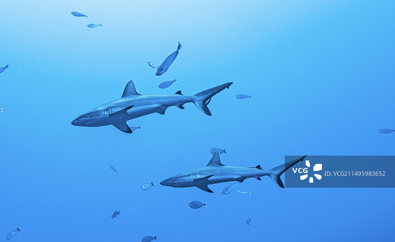 礁鲨出动图片素材