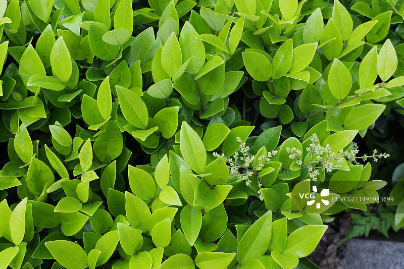 新鲜绿色植物的全帧拍摄 绿化树图片素材