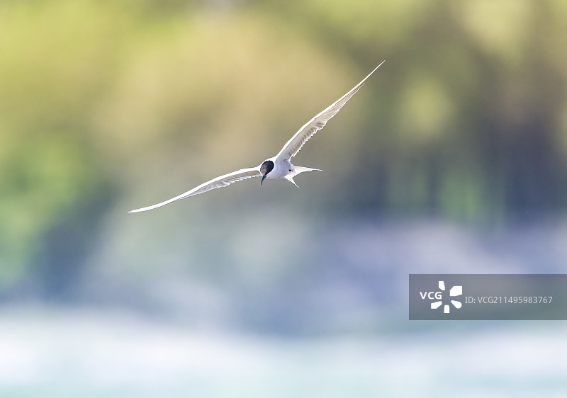 普通燕鸥图片素材