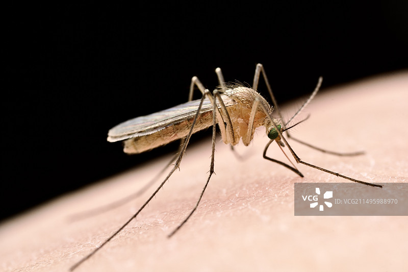 吸血中的蚊子图片素材
