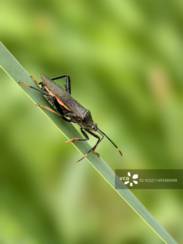 坐滑板的甲壳虫图片素材