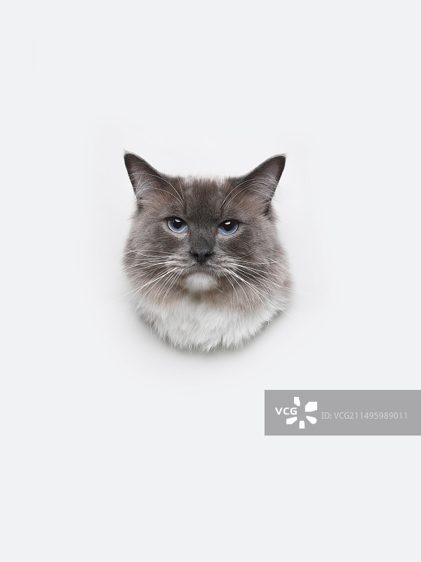 猫咪头像暹罗猫图片素材