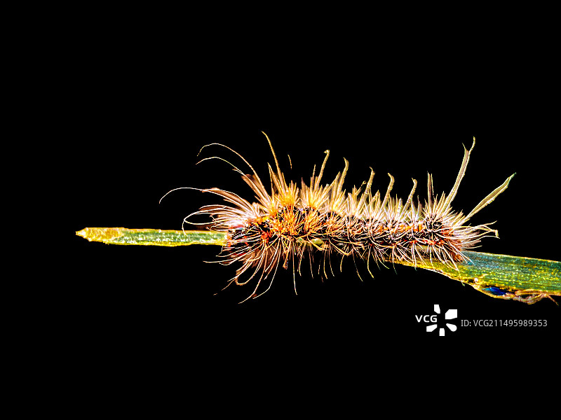 黑色背景下植物上昆虫的特写镜头图片素材