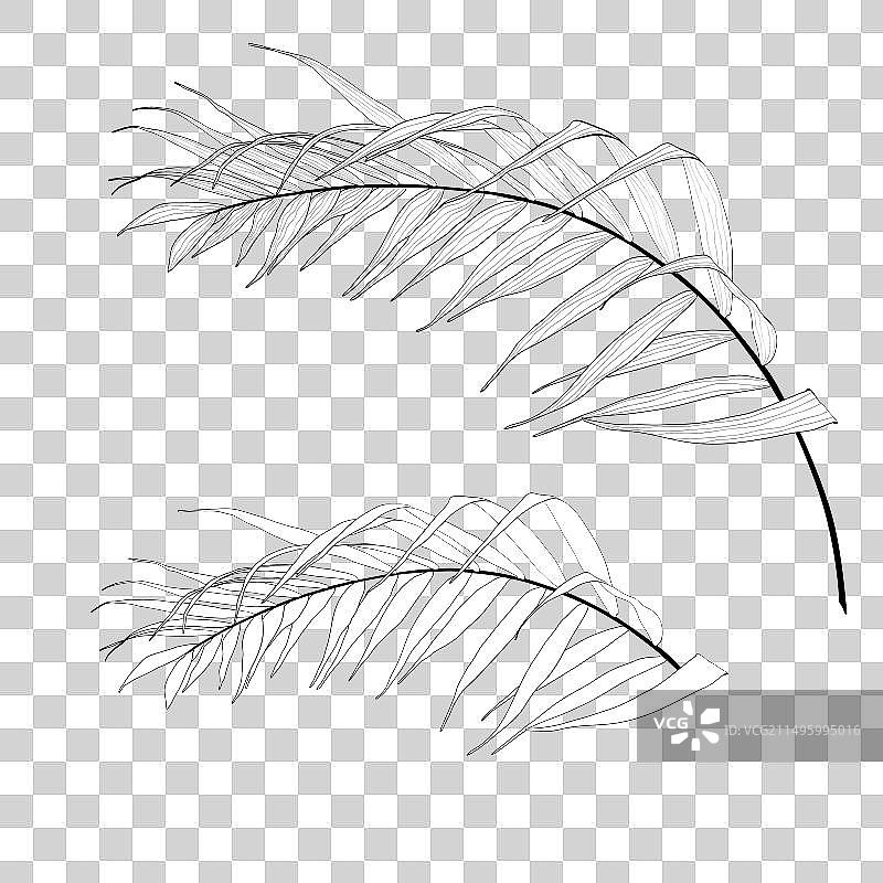 异域风情热带棕榈叶合集图片素材