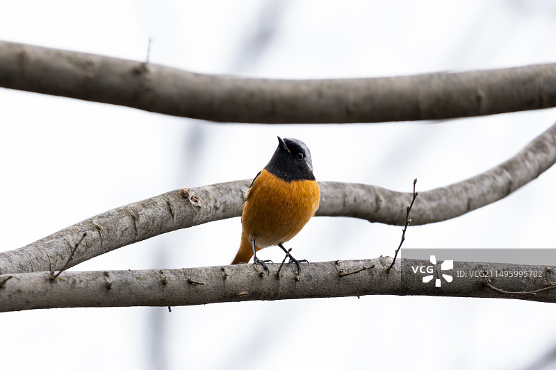 北红尾鸲（雄）图片素材