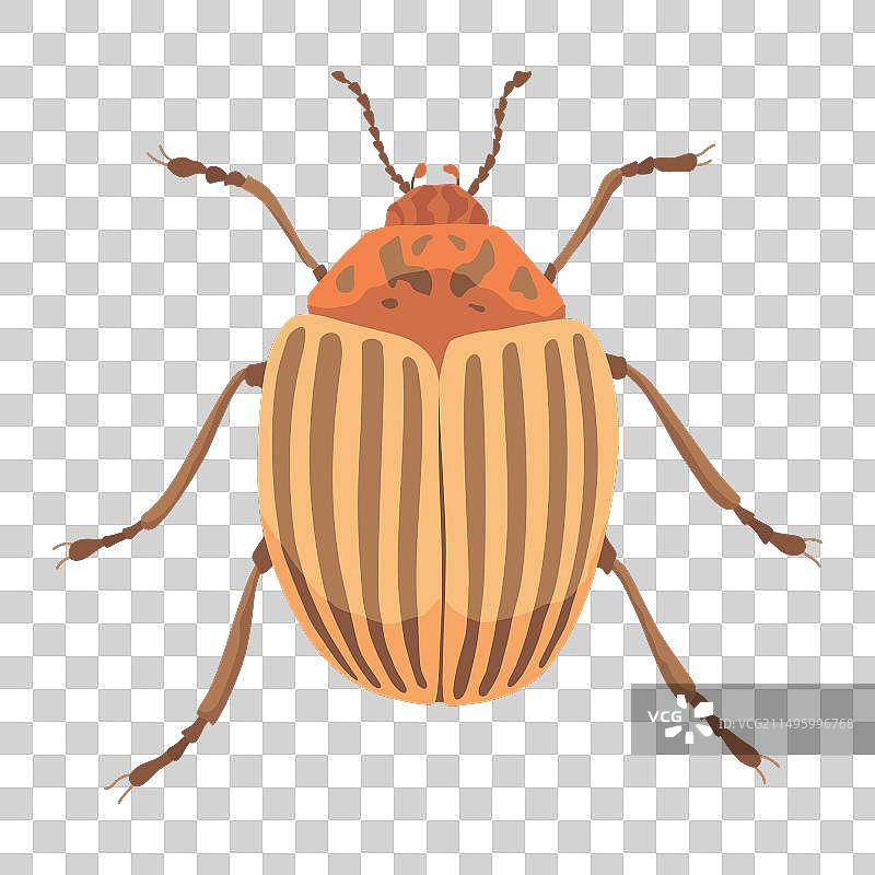 条纹科罗拉多马铃薯甲虫图片素材