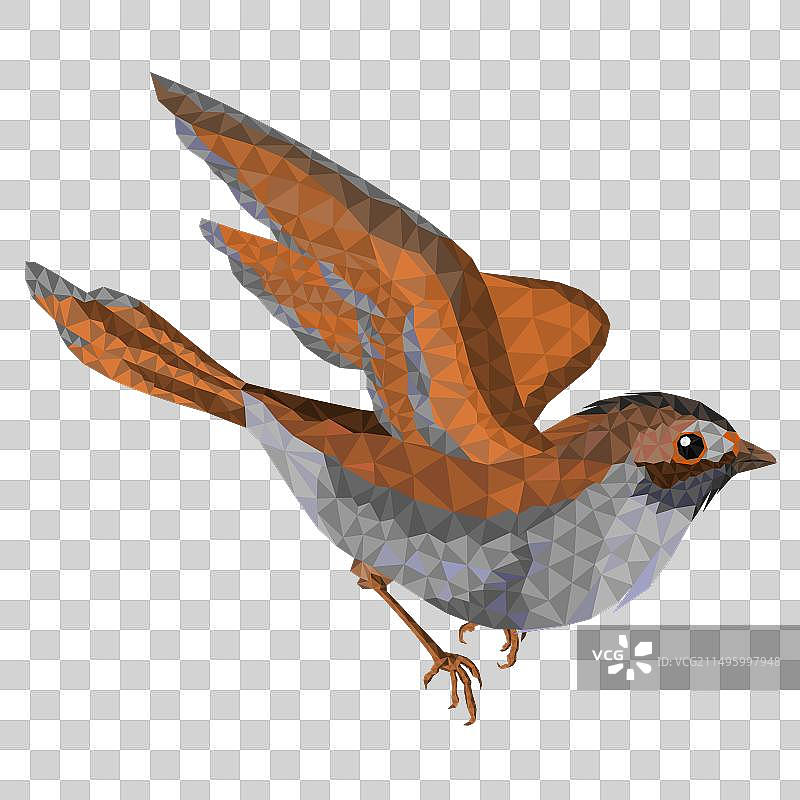 小麻雀图片素材