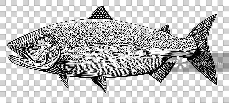 三文鱼海鲜素描图片素材