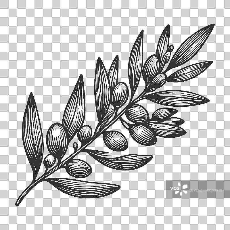 橄榄枝植物素描图片素材