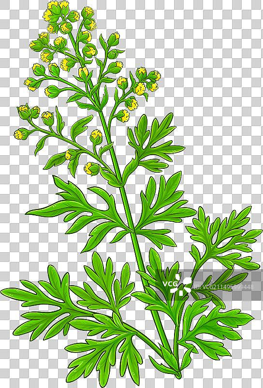 彩色艾草植物细节图片素材