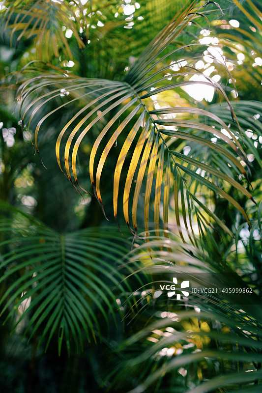 散尾葵图片素材