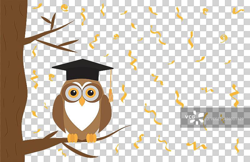 戴着毕业帽坐在树枝上的猫头鹰图片素材