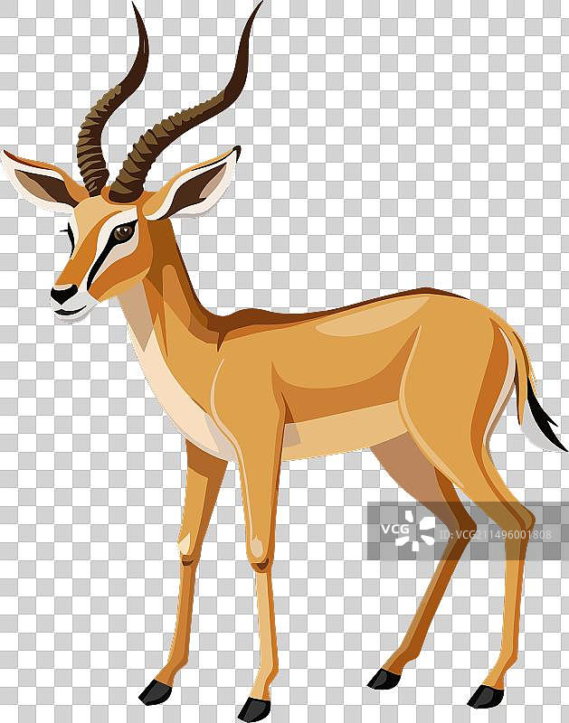 栩栩如生的汤氏瞪羚站立图片素材